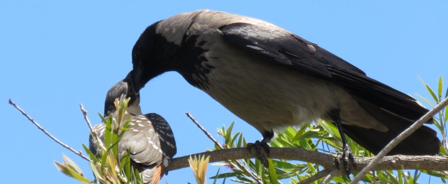 עורב מאכיל גוזל של קוקייה מצויצת שבקע בקן שלו. צילום: אורה נדיב